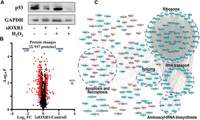 Corrigendum: 6-Shogaol inhibits oxidative stress-induced rat vascular smooth muscle cell apoptosis by regulating OXR1-p53 axis